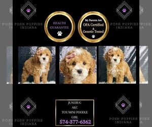 Poodle (Toy) Puppy for sale in WARSAW, IN, USA