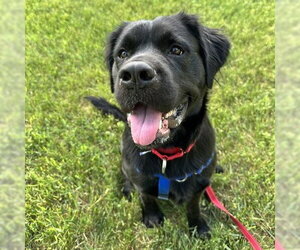 Colonial Cocker Spaniel-Unknown Mix Dogs for adoption in Fargo, ND, USA