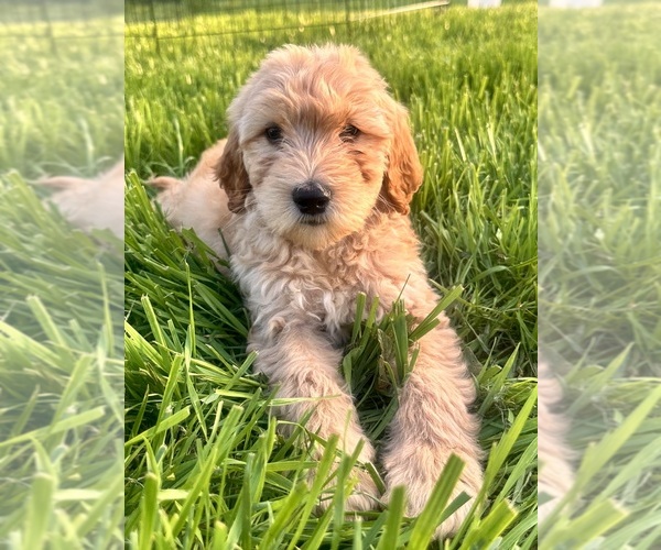 Medium Photo #10 Double Doodle Puppy For Sale in ROARING RIVER, NC, USA