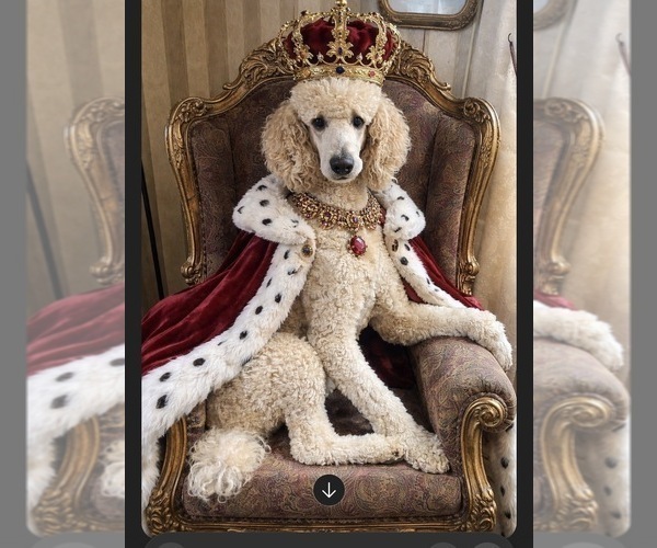 Medium Photo #1 Poodle (Standard) Puppy For Sale in REDKEY, IN, USA