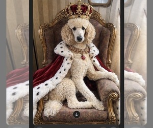 Father of the Poodle (Standard) puppies born on 01/28/2026