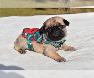 Pug Puppy for sale in PALM COAST, FL, USA