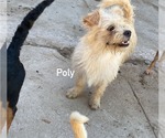 Small #4 Chihuahua Mix