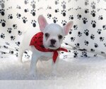 Small #1 French Bulldog