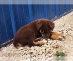 Small Photo #5 Australian Shepherd Puppy For Sale in FLORESVILLE, TX, USA