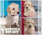 Small Photo #13 Golden Retriever Puppy For Sale in NASHVILLE, NC, USA