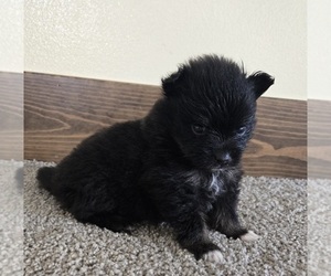 Pomeranian Puppy for sale in ORRVILLE, OH, USA