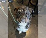 Small #5 Border Terrier Mix