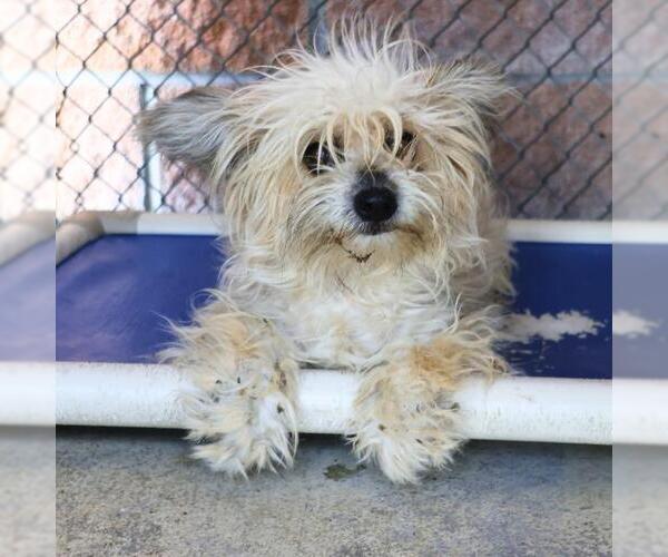 Medium Photo #1 Maltese-Unknown Mix Puppy For Sale in San Antonio, TX, USA
