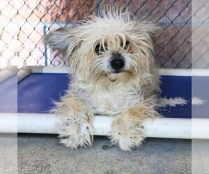 Maltese-Unknown Mix Dogs for adoption in San Antonio, TX, USA