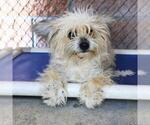 Small Maltese Mix