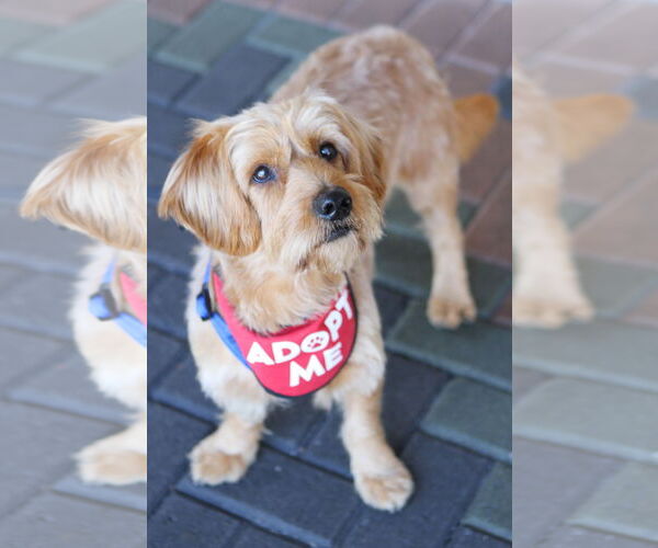 Medium Photo #6 Doodle Puppy For Sale in Mission Viejo, CA, USA