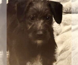 Medium Irish Wolfhound-Poodle (Miniature) Mix