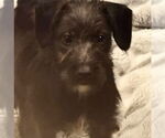 Small Irish Wolfhound-Poodle (Miniature) Mix