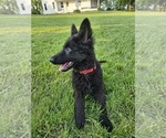 Small #4 German Shepherd Dog