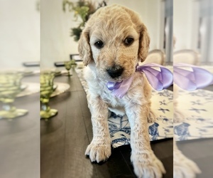 Goldendoodle mix (+ Poodle Standard) Puppy for sale in HATTIESBURG, MS, USA