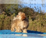 Small #17 ShihPoo