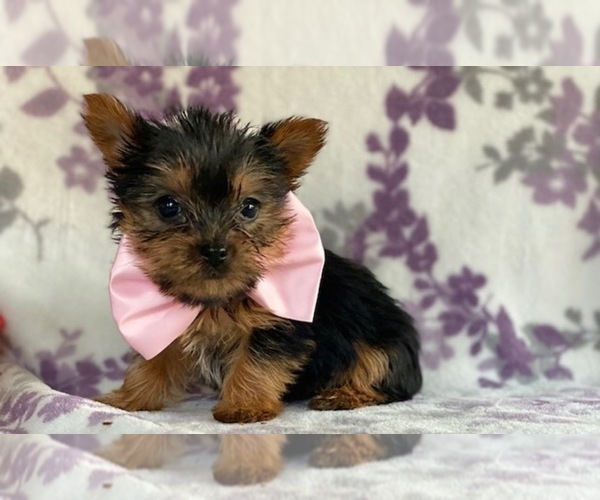Medium Photo #3 Australian Yorkshire Terrier Puppy For Sale in LANCASTER, PA, USA
