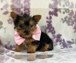 Small Photo #3 Australian Yorkshire Terrier Puppy For Sale in LANCASTER, PA, USA