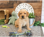 Small Labrador Retriever