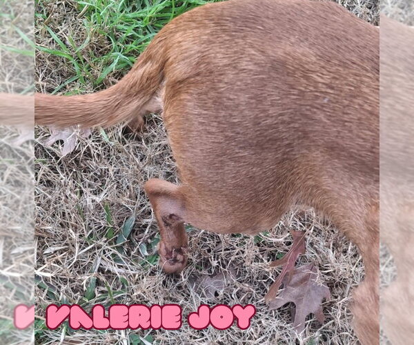 Medium Photo #17 Chiweenie Puppy For Sale in San Antonio, TX, USA