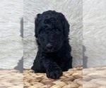 Small Photo #42 Double Doodle Puppy For Sale in PIERSON, FL, USA