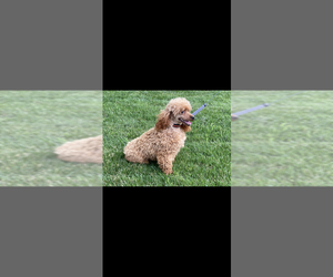 Father of the Cavapoo (Toy) puppies born on 05/25/2026
