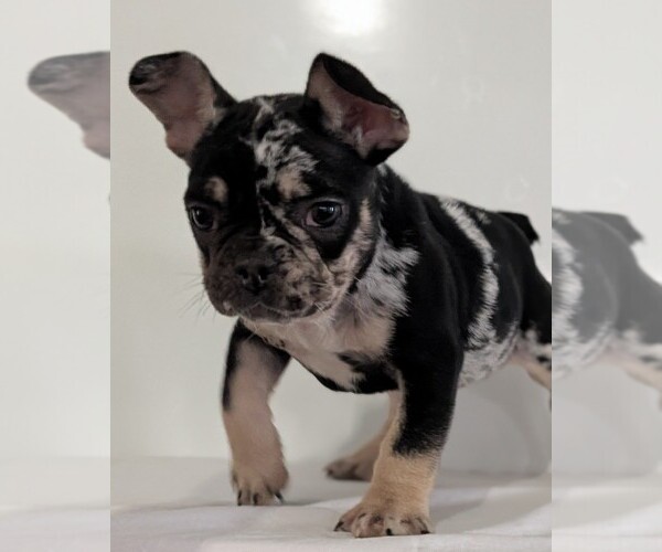 Medium Photo #15 French Bulldog Puppy For Sale in GOSHEN, IN, USA