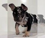 Small #14 French Bulldog