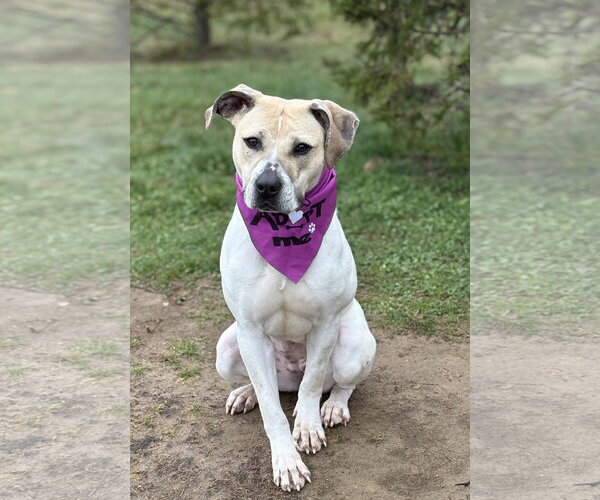 Medium Photo #6 Mutt Puppy For Sale in Spring Lake, NJ, USA