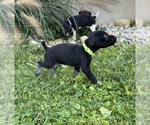 Small #5 German Shorthaired Pointer