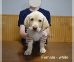 Small #6 Labrador Retriever