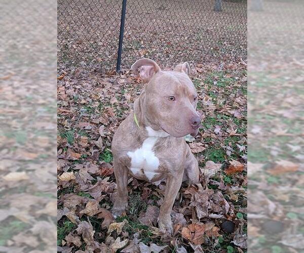 Medium Photo #1 Mutt Puppy For Sale in Louisville, KY, USA