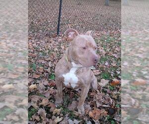 Mutt Dogs for adoption in Louisville, KY, USA