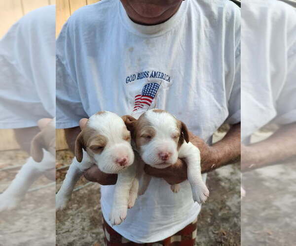 Medium Photo #8 Brittany Puppy For Sale in FORT MC COY, FL, USA