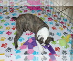 Small Photo #3 Boston Terrier Puppy For Sale in ORO VALLEY, AZ, USA
