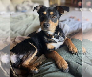 Chiweenie Dogs for adoption in Houston, TX, USA