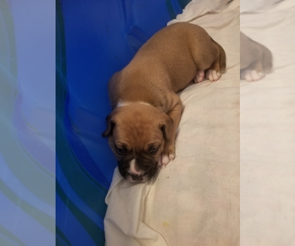 Medium Photo #4 American Bulldog Puppy For Sale in DAVENPORT, IA, USA