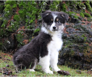 Australian Shepherd Dog for Adoption in CHEHALIS, Washington USA