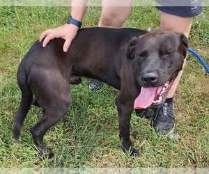 Chocolate Labrador retriever-Unknown Mix Dogs for adoption in Wetumpka, AL, USA
