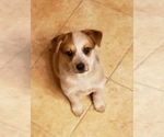 Small Photo #39 Australian Cattle Dog Puppy For Sale in MORGANTON, NC, USA