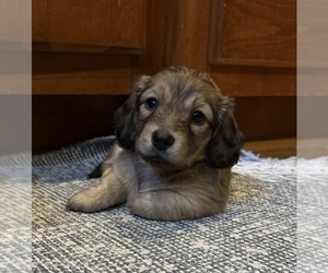 Dachshund Puppy for sale in LANEXA, VA, USA