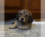 Image preview for Ad Listing. Nickname: Moose