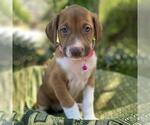Small #7 Mutt