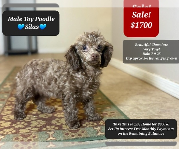 Medium Photo #2 Poodle (Toy) Puppy For Sale in TUCSON, AZ, USA