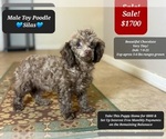Small #1 Poodle (Toy)
