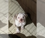 Small Photo #5 Alapaha Blue Blood Bulldog Puppy For Sale in DETROIT, MI, USA