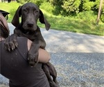Small Photo #138 Great Dane Puppy For Sale in SPRAGGS, PA, USA