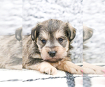 Small Photo #37 Schnauzer (Miniature) Puppy For Sale in SYRACUSE, IN, USA