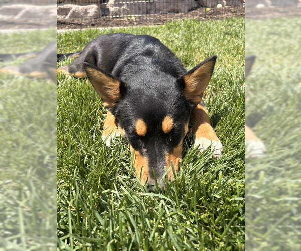 Medium Photo #7 Collie-Unknown Mix Puppy For Sale in Sandy, UT, USA